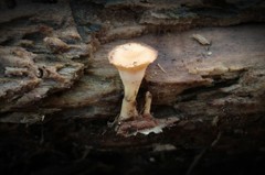 Microporellus