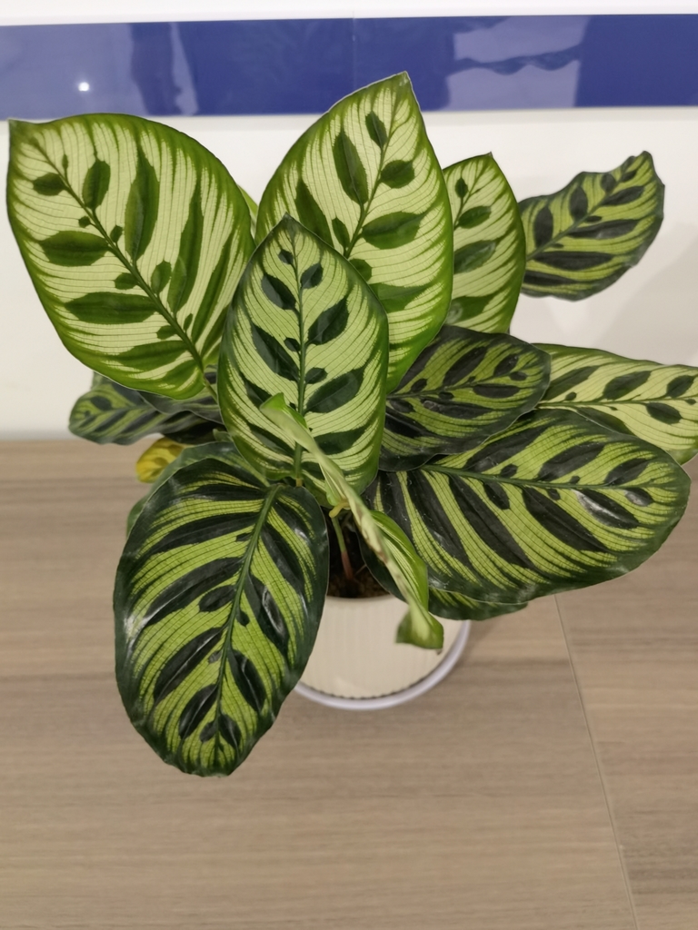 Calathea Makoyana