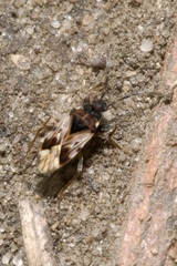 Scolopostethus decoratus