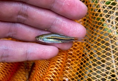 Rasbora borapetensis