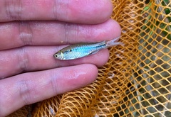 Rasbora borapetensis