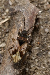 Scolopostethus decoratus