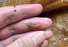 Macrobrachium lanchesteri