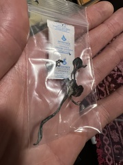 Arrhenia chlorocyanea