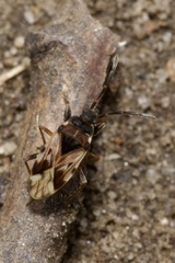 Scolopostethus decoratus