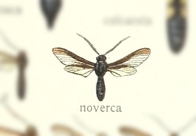 Pseudosphex noverca