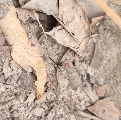 Leptomyrmex rufithorax