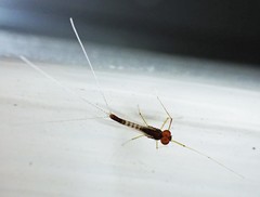 Mauiulus luma
