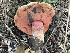 Rubroboletus haematinus