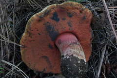 Rubroboletus haematinus