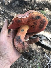 Rubroboletus haematinus