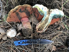 Rubroboletus haematinus