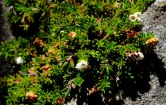 Erica depressa