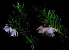 Erica depressa