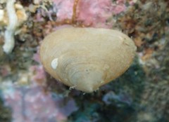 Borniola reniformis