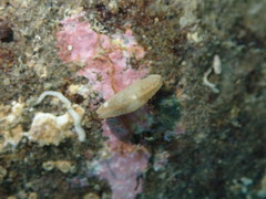 Borniola reniformis