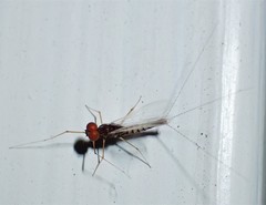 Mauiulus luma