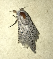 Polyphagozerra coffeae