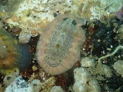 Onithochiton neglectus