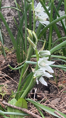 Ornithogalum nutans