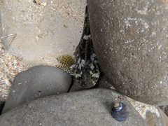 Clinocottus recalvus