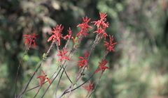 Aloe transvaalensis