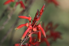 Aloe transvaalensis