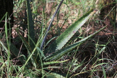 Aloe transvaalensis