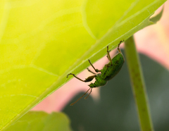 Phyllobius arborator