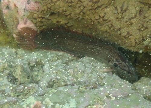 Rockpool klipfish (Acanthoclinus littoreus) — Plesiopidae