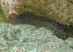 Acanthoclinus littoreus
