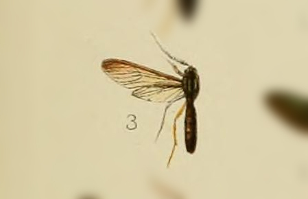 Pseudosphex exsul