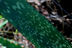 Aloe transvaalensis