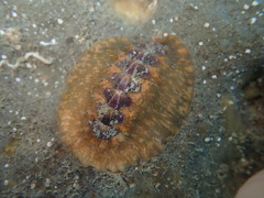 Notoplax violacea