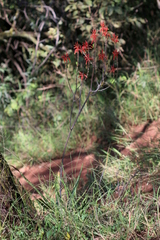 Aloe transvaalensis