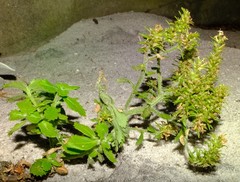 Pseudoselago peninsulae