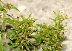 Pseudoselago peninsulae