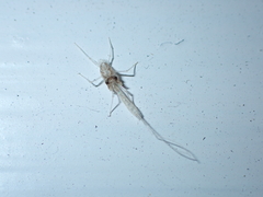 Mauiulus luma