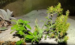 Pseudoselago peninsulae