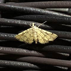 Lamprosema tampiusalis