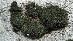 Coscinodon cribrosus