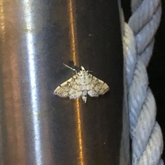 Lamprosema tampiusalis