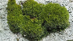 Coscinodon cribrosus