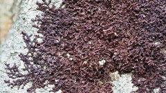 Frullania fragilifolia