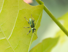Phyllobius arborator