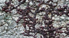 Frullania fragilifolia