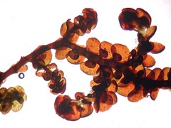 Frullania fragilifolia