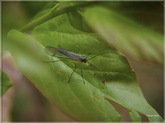 Panorpa ochraceocauda