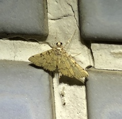 Lamprosema tampiusalis