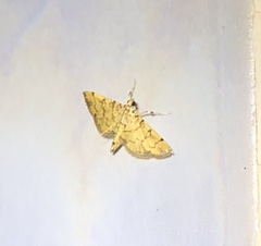 Lamprosema tampiusalis